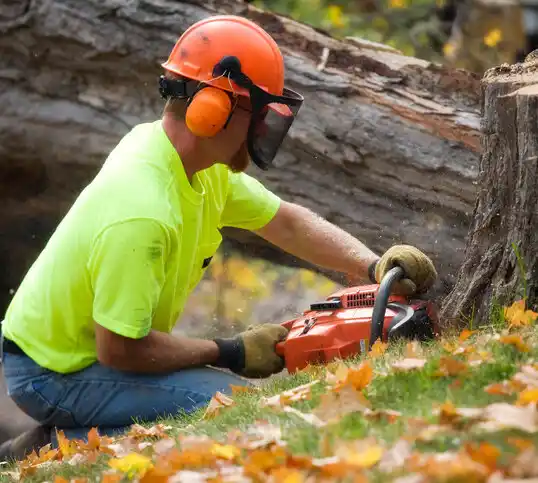 tree services Elida